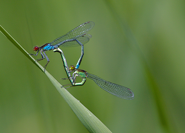 Damselflies Mating EF7A4358