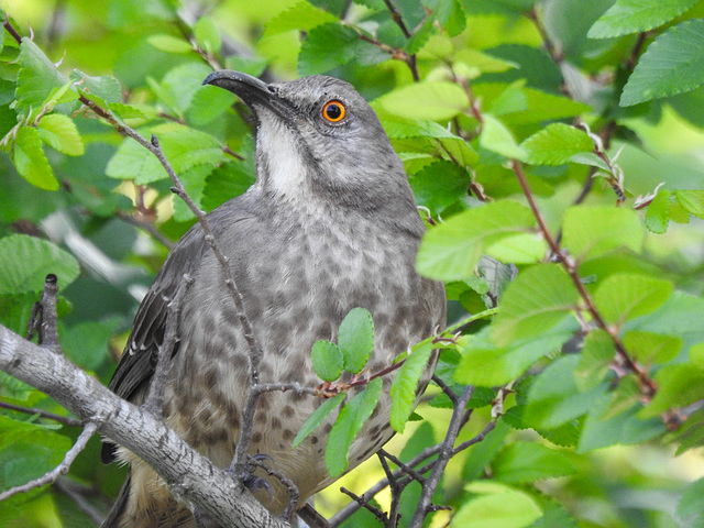 Day 7, Curve-billed Thrasher