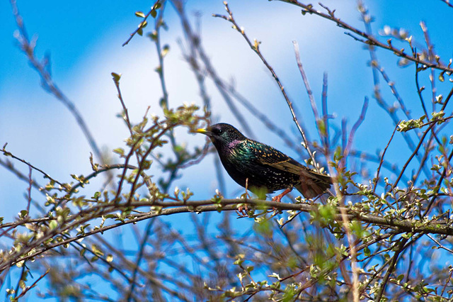 Starling 1