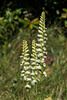 Spiranthes ochroleuca (Yellow Ladies'-tresses orchid)