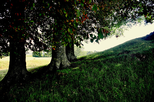 Beech Trees