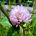 Roter Wiesenklee (Trifolium pratense)