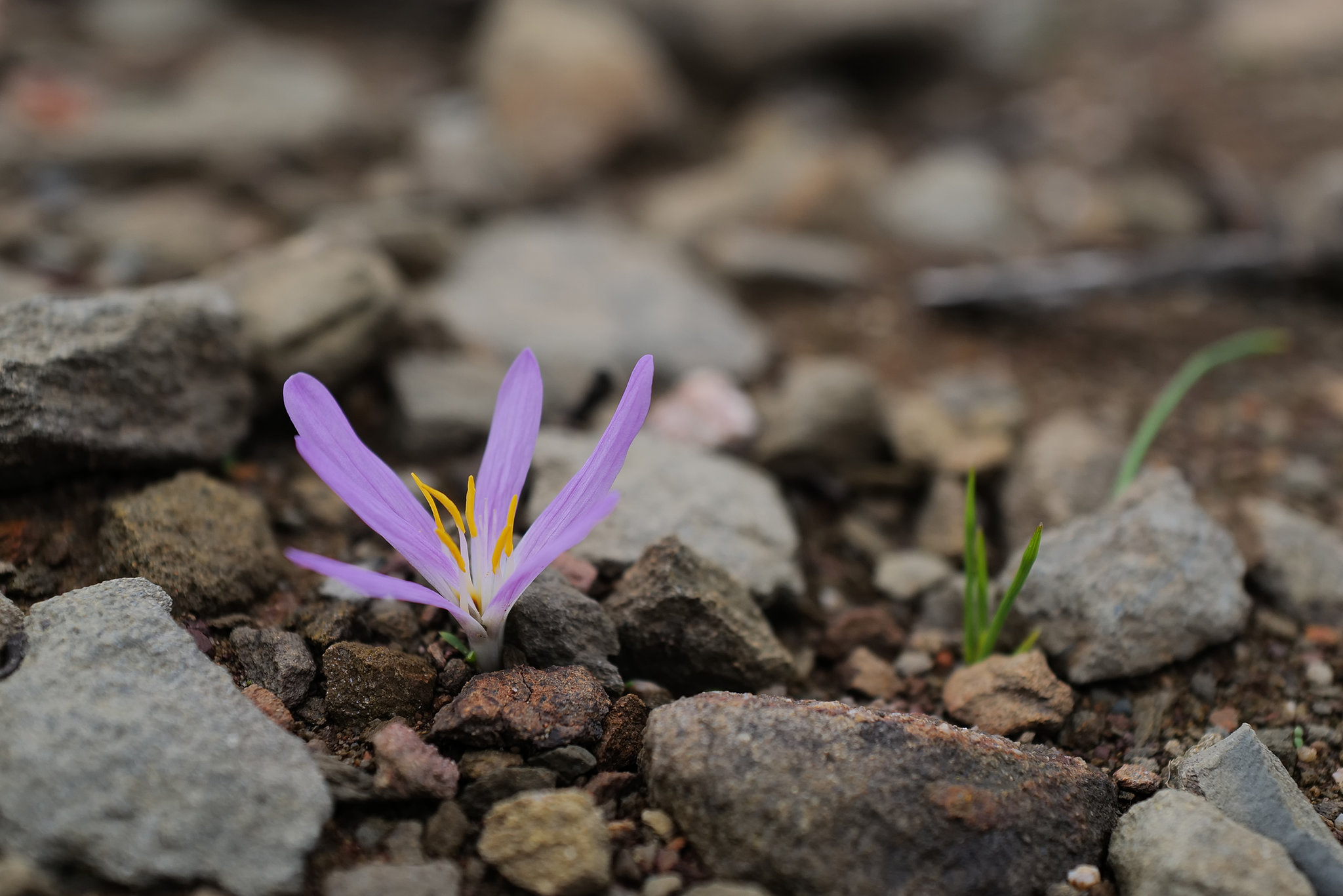 Merendera filifolia, Penedos