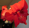 Mon Amaryllis************