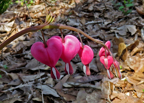 Bleeding Heart