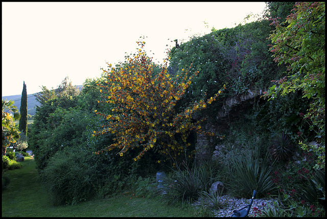 Fremontodendron californicum