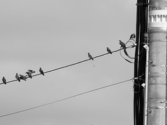 Starlings on a telephone line