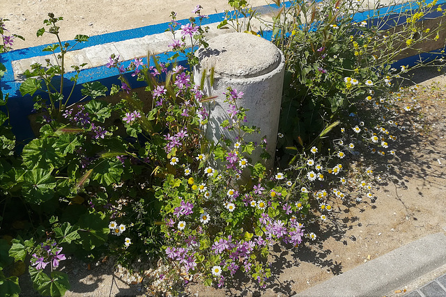 Sometimes, even a humble little bollard just wants to look its best!