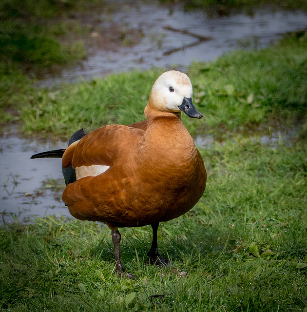 Ruddy shelduck5