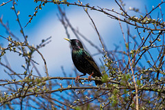 Starling 2 (1)