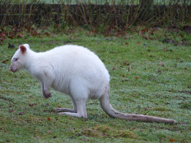 Dartmoor Zoo (26) - 28 December 2019