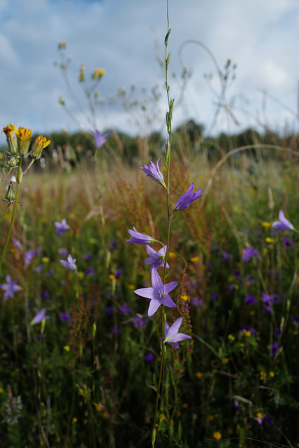 Campanula rapunculus, Asterales