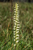 Spiranthes ochroleuca (Yellow Ladies'-tresses orchid)