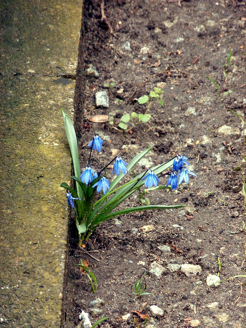 Scilla siberica  -  Cebulica syberyjska