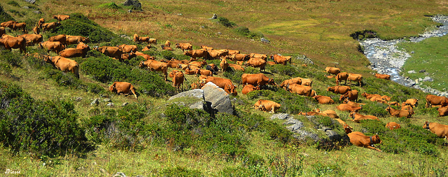 Cormet de Roselend (Savoie)