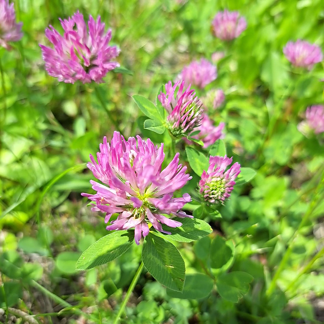 Roter Wiesenklee (Trifolium pratense)