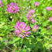 Roter Wiesenklee (Trifolium pratense)