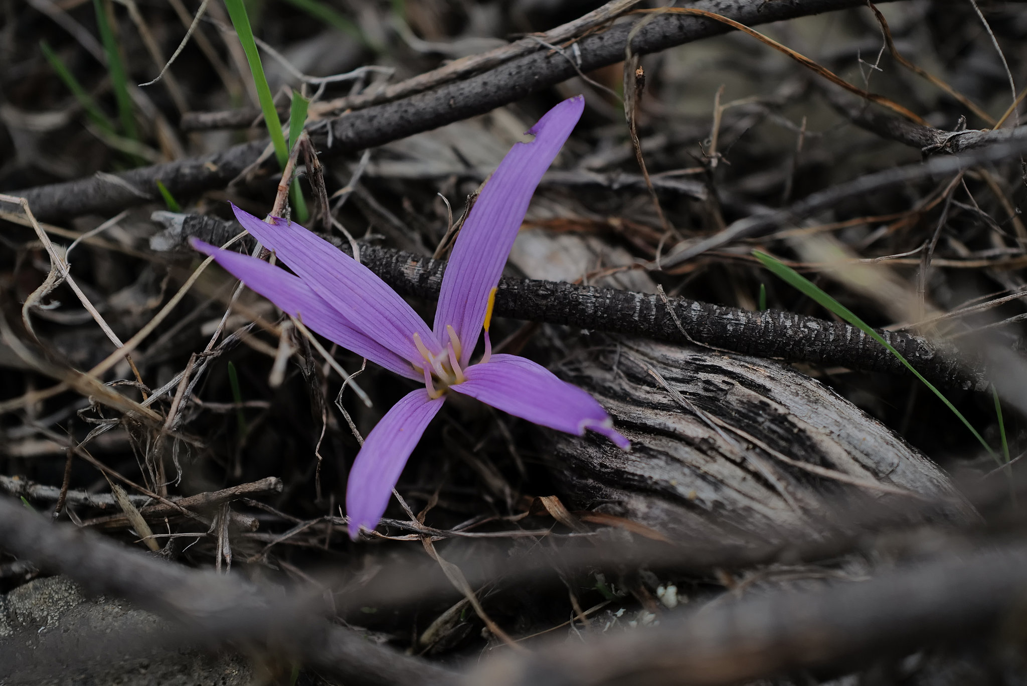 Merendera filifolia, Penedos L1000645