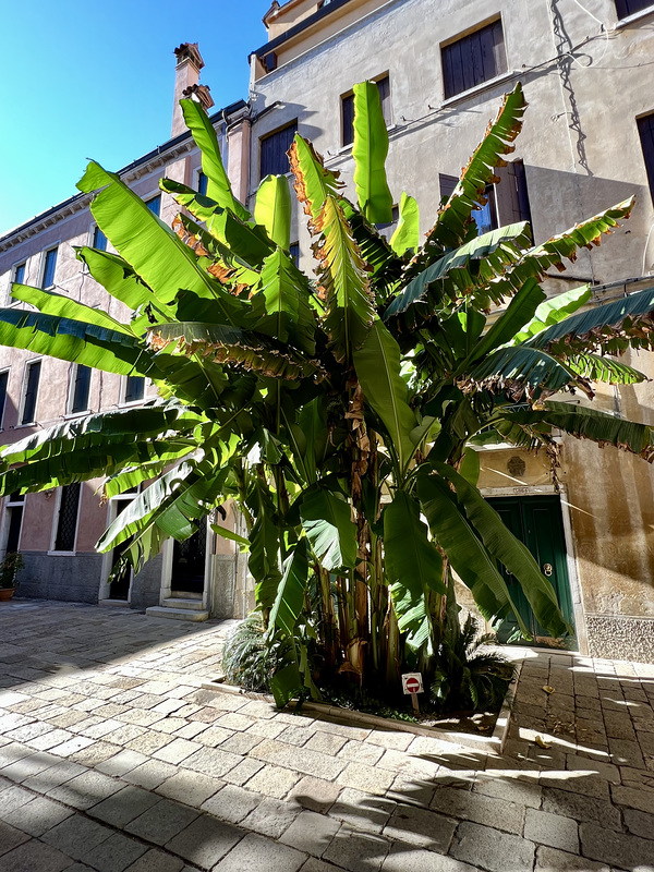 Venice 2022 – Banana plant