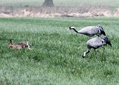 'Wo will der Osterhase so schnell hin?'   (PiP)