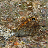 la Mégère (Lasiommata megera)