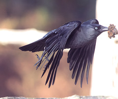 EF7A5056-CR2 DxO DeepPRIME -1Jackdawv3