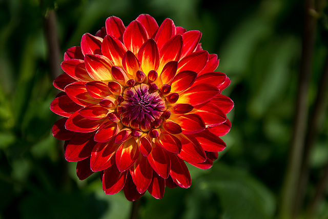20140801 4490VRAw [D~E] Dahlie, Gruga-Park, Essen