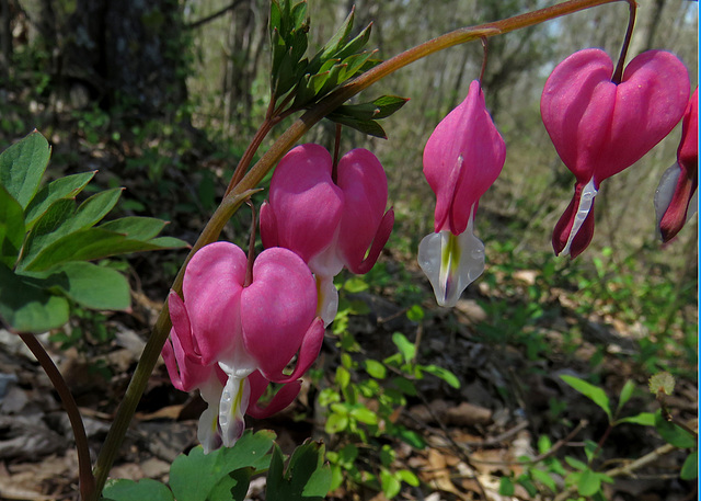 Bleeding Heart