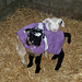 lamb jackets: Plan C
