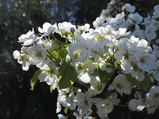 Pear flowers