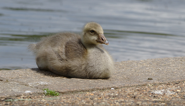 Gosling EF7A4321