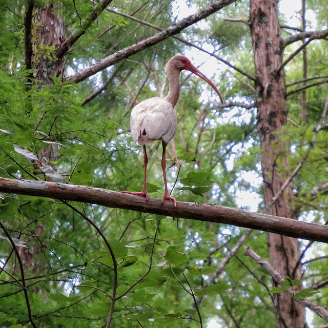 Immature white ibis