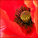 Mohn