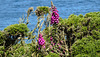 20190609 4871CPw [R~GB] Fingerhut (Digitalis purpurea), Gallischer Stechginster (Ulex gallii), Deer Park, Pembrokeshire, Wales