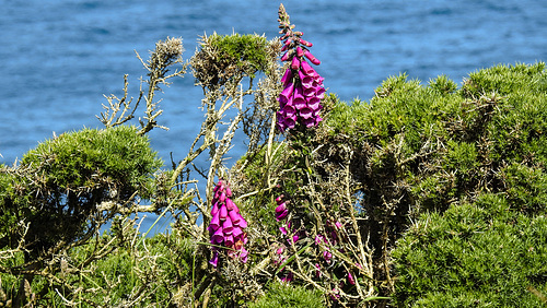 20190609 4871CPw [R~GB] Fingerhut (Digitalis purpurea), Gallischer Stechginster (Ulex gallii), Deer Park, Pembrokeshire, Wales