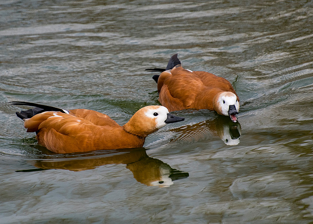 Ruddy shelducks 2