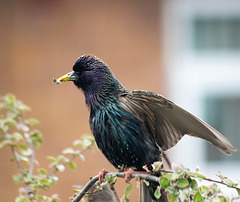 Starling 2 (2)