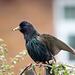 Starling 2 (2)