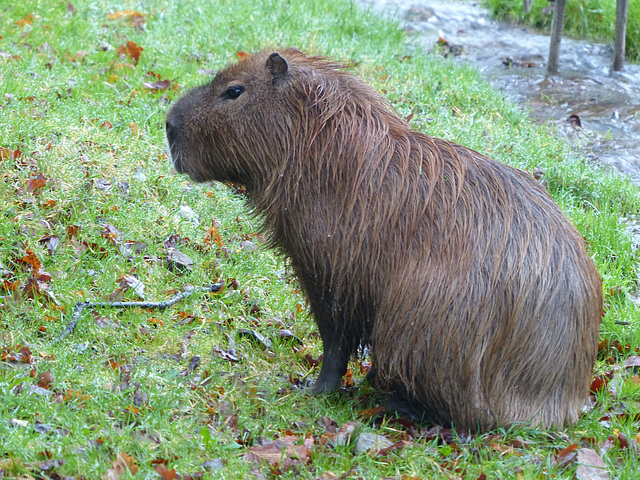 Dartmoor Zoo (27) - 28 December 2019