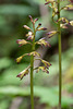 Aplectrum hyemale (Puttyroot orchid, Adam-and-Eve orchid)