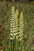 Spiranthes ochroleuca (Yellow Ladies'-tresses orchid)