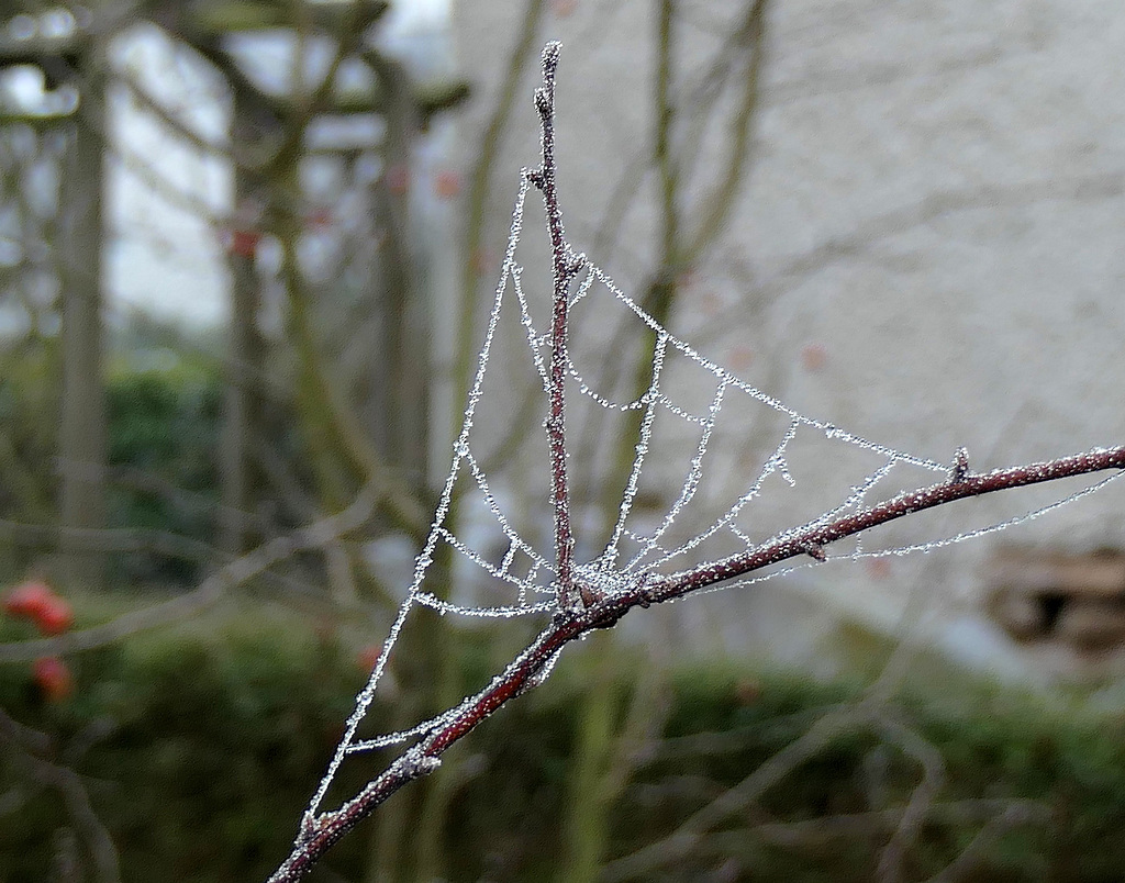 Pluie de perles...