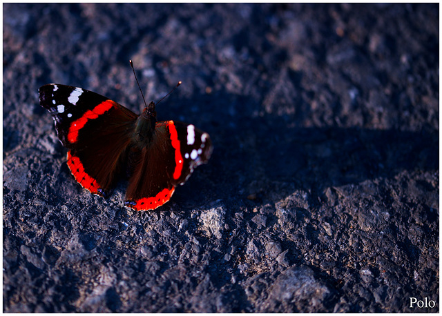 Vanessa atalanta... vulcana, almirante rojo + (2PiP)