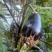 Aubergine