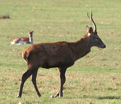 EF7A5084-CR2 DxO DeepPRIME -1RedDeerv3