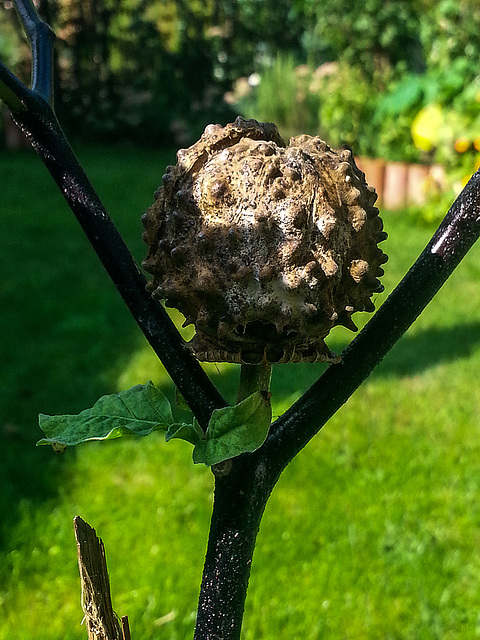 20140903 058Hw [D~RI] Stechapfel (Datura agg), Frucht, Rinteln