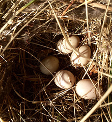 New life on the pond: Mallard nest with eggs, on the island