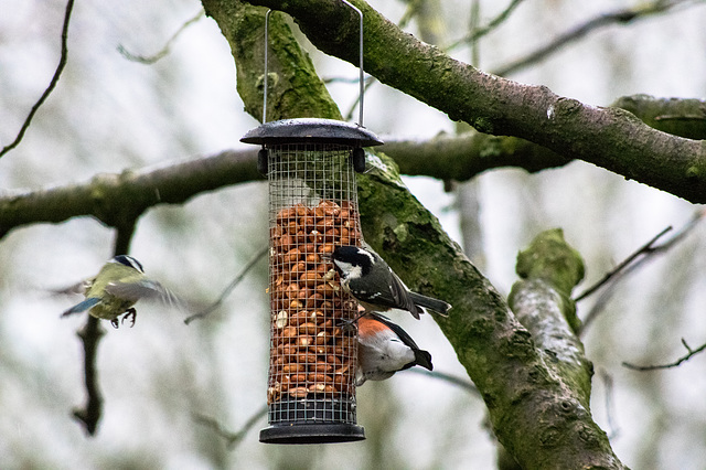 Bird Feeder