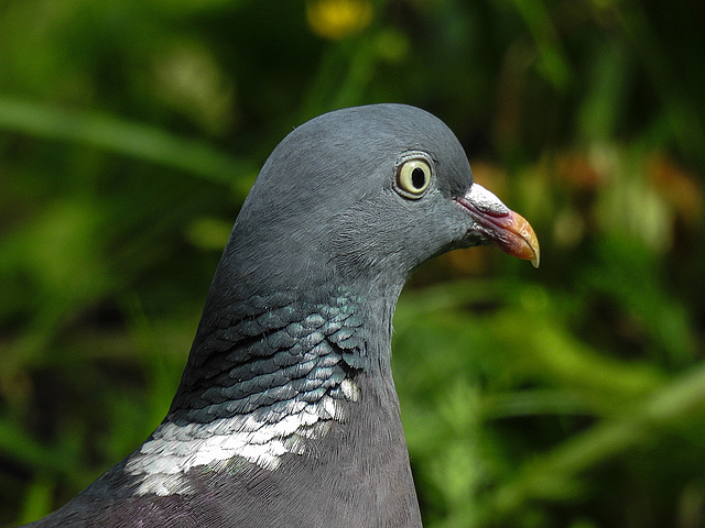 20170528 1780CPw [D~LIP] Ringeltaube (Columba palumbus), Bad Salzuflen