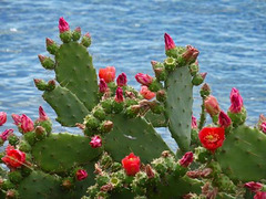 Colori di Liguria